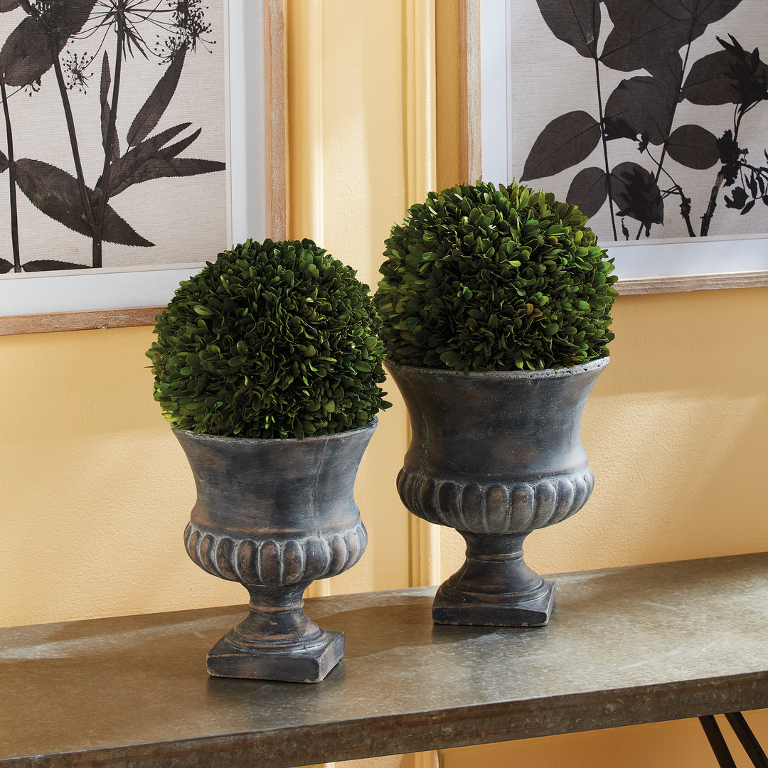 Preserved green boxwood balls displayed in dark decorative urns on a console beneath framed botanical artwork - Transitional