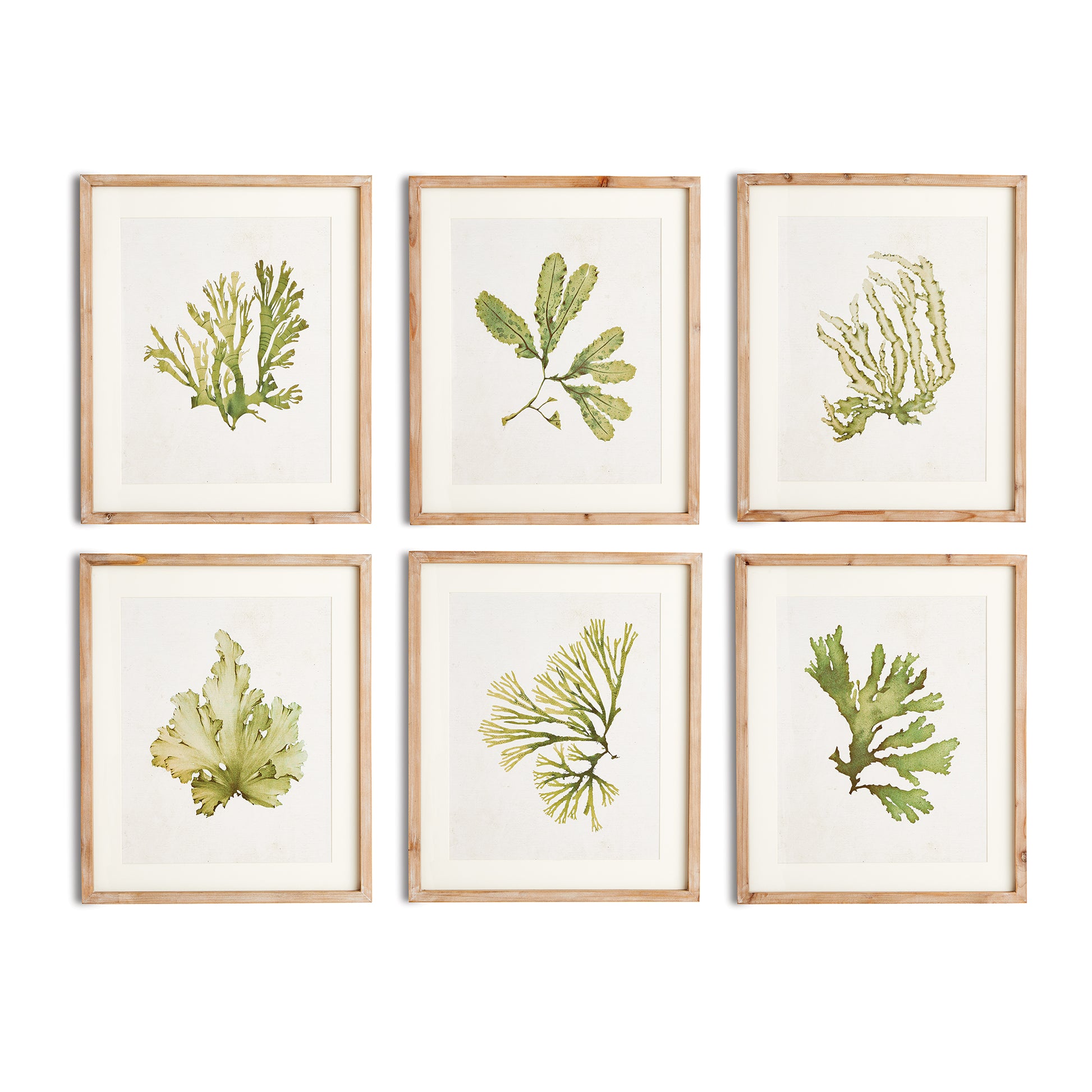 As refined in appearance as they are in size, these kelp wall prints embody the essence of sophisticated coastal living. With a delicate watercolor design and frames made of natural wood with a washed finish, these wall prints are perfect for any coastal themed home. 