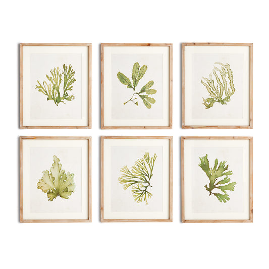 As refined in appearance as they are in size, these kelp wall prints embody the essence of sophisticated coastal living. With a delicate watercolor design and frames made of natural wood with a washed finish, these wall prints are perfect for any coastal themed home. 