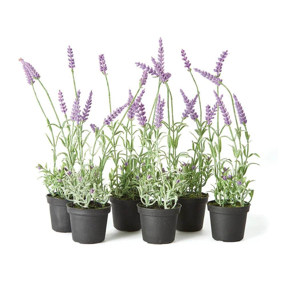 Set of six faux French lavender drop-ins in black growers pots, shown on white background – French Country.

