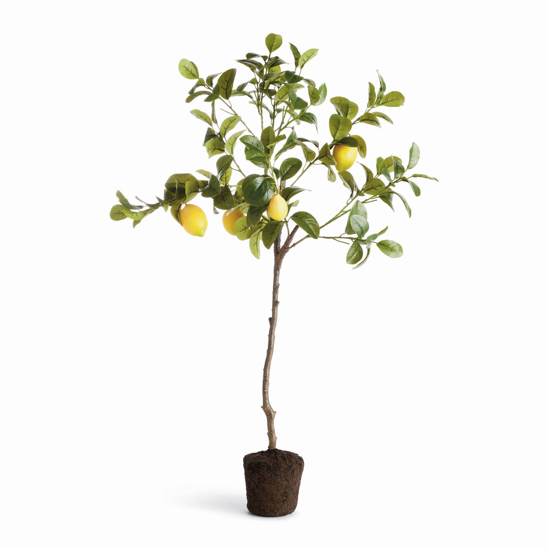 Faux lemon tree drop-in with realistic yellow lemons, green foliage, and natural root ball for decorative interior styling – Coastal style.
