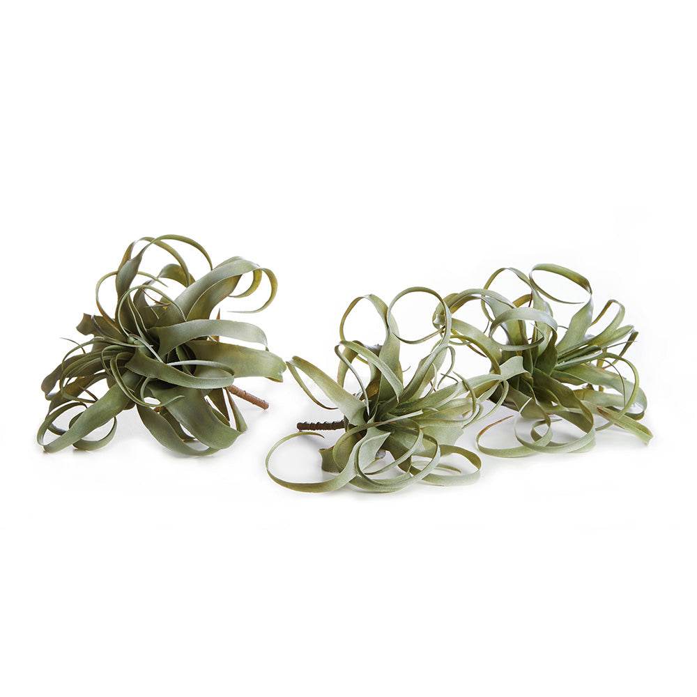Set of three faux sage green plastic tillandsia air plants with curly leaves for bowls, vases, or shelf decor – Transitional Botanical.


