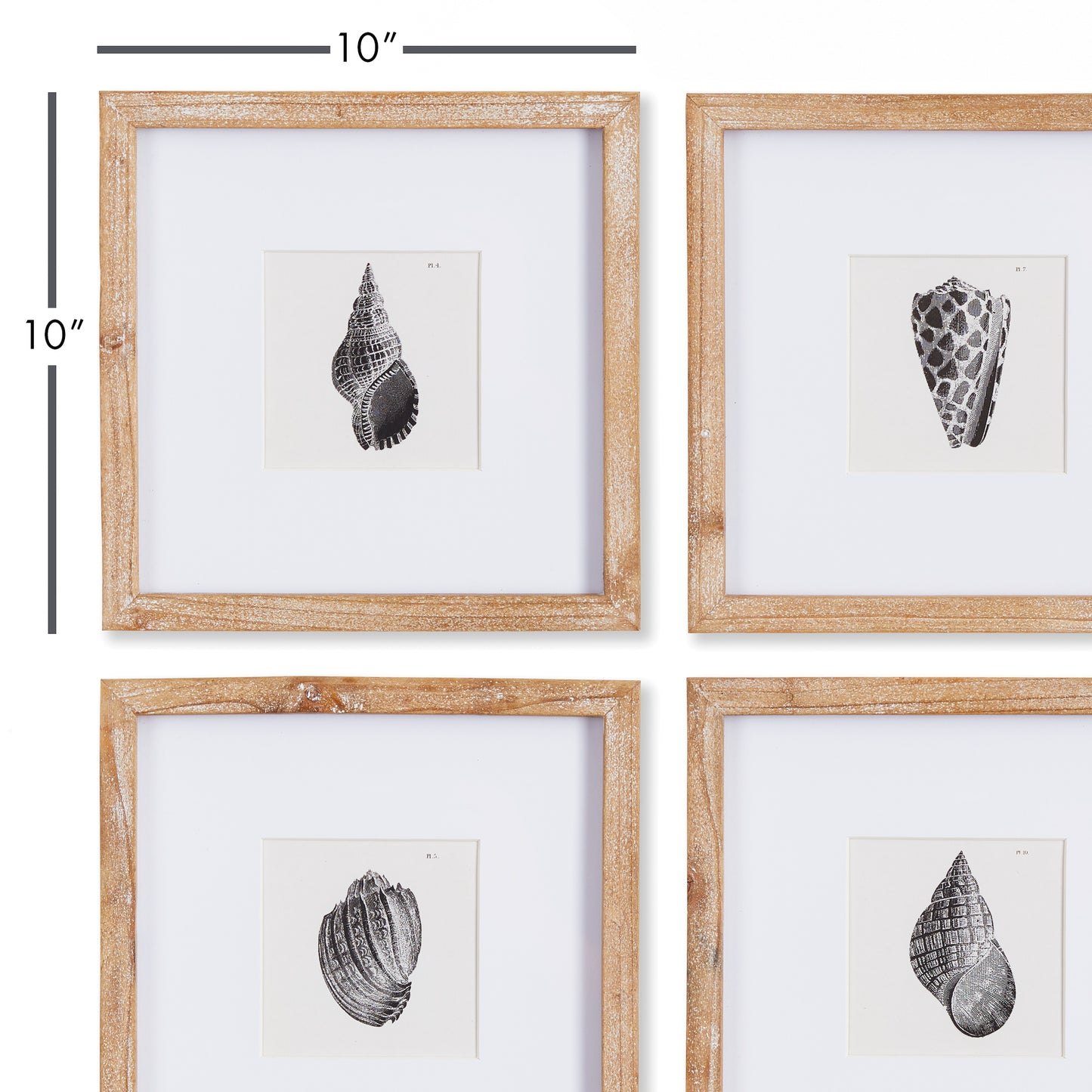 Capture the natural elegance of the seaside with Seashell Coastal Wall Prints, Set Of 4. These petite prints, framed in natural wood, beautifully showcase the detailed beauty of nature in black and white. A perfect addition to any coastal decor, these prints offer a stunning display of nature's intricacies.