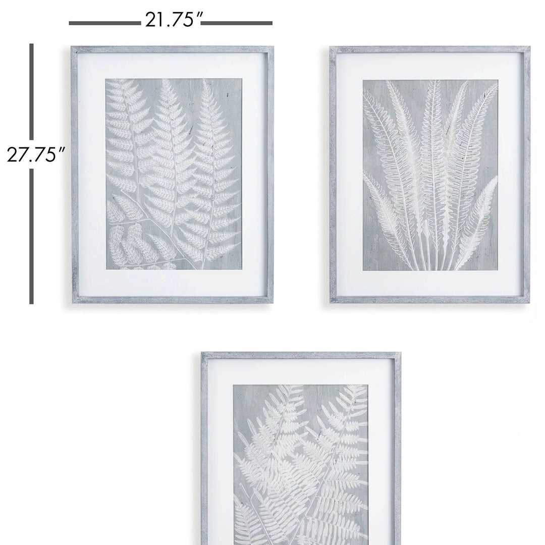 Dimension guide for framed fern wall art set, each print measuring 21.75 by 27.75 inches.