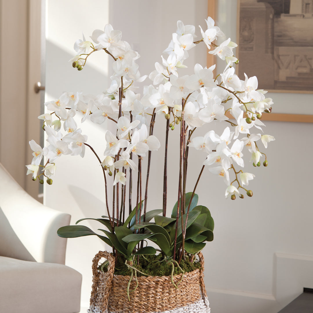 Phalaenopsis White Orchid Drop-In, 36"