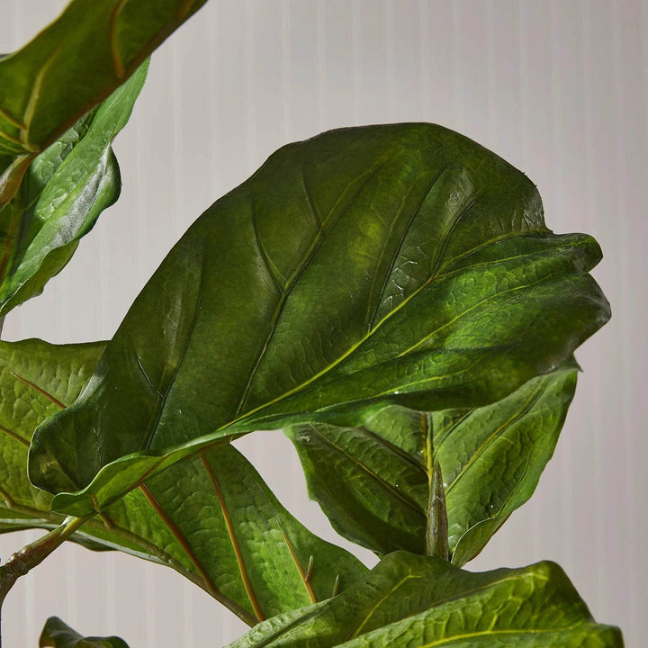 Glossy green fiddle leaf fig leaves showing lifelike veining and curvature in natural light.