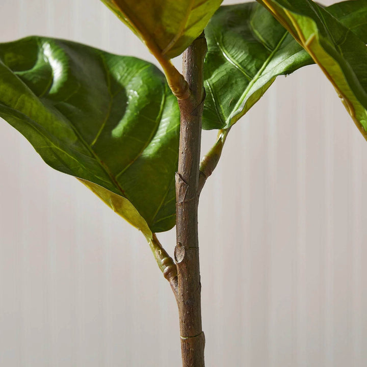 Close-up of realistic fig tree stem and branches with natural texture and detail.

