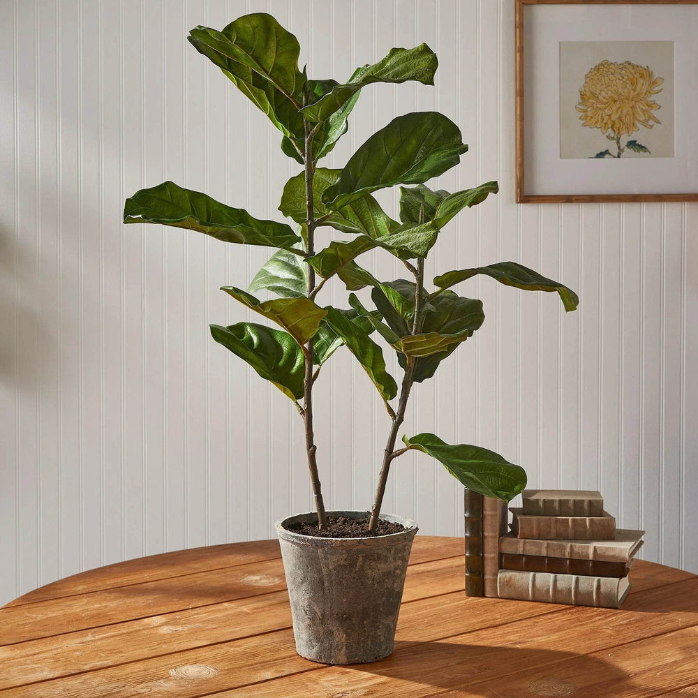 tabletop fiddle leaf fig Fiddle Leaf Fig Potted 43"