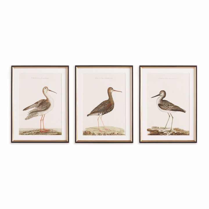 Set of three framed ornithological bird study prints featuring Tringa species in black and gold frames with ivory mats – Modern Traditional