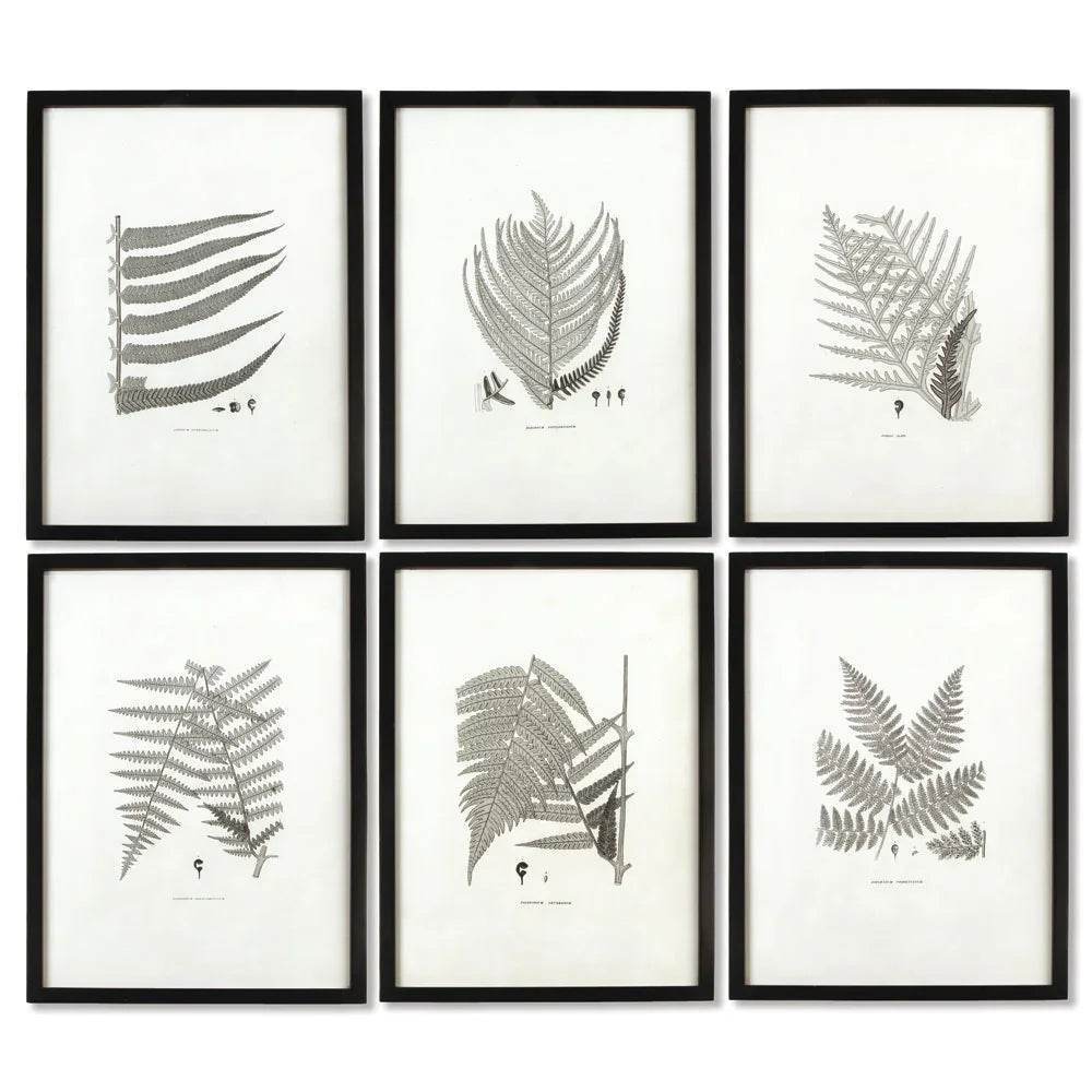 Set of six framed fern wall art prints in monochrome tones, styled with black frames for gallery wall or naturalist-inspired interiors.