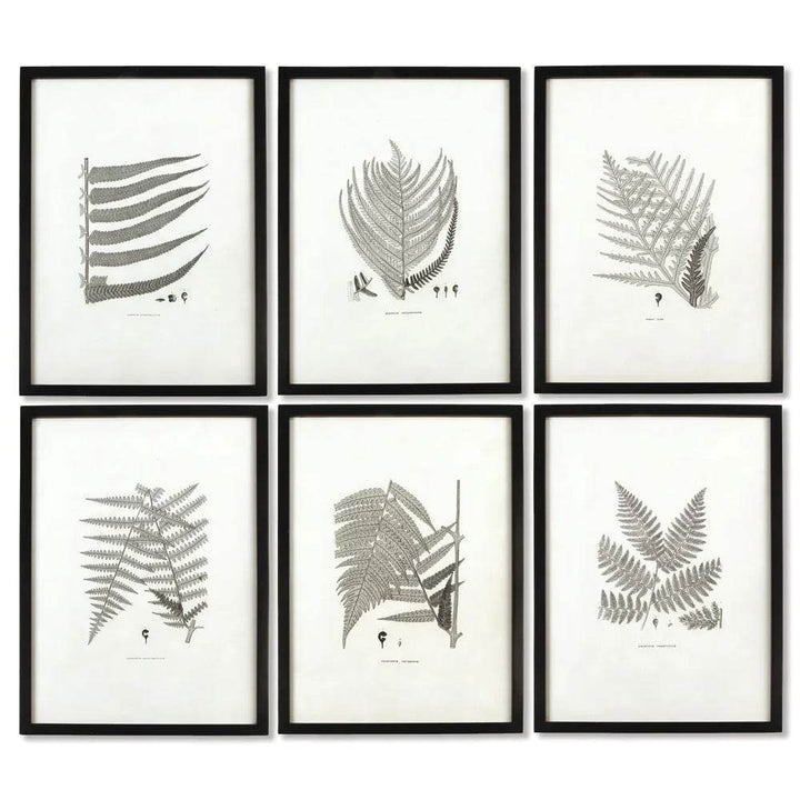 Set of six framed fern wall art prints in monochrome tones, styled with black frames for gallery wall or naturalist-inspired interiors.