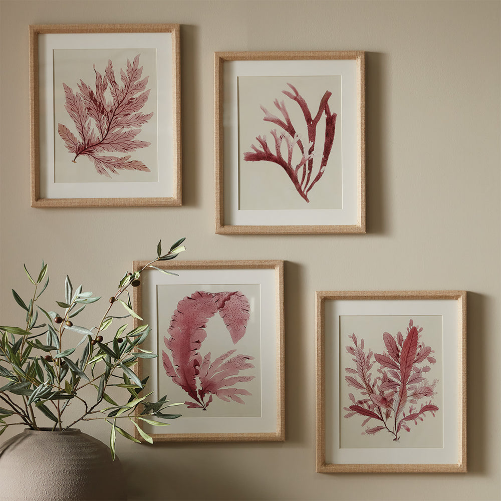 Framed coastal wall art set of four pink seaweed prints under glass with ivory mats and linen-wrapped frames styled on neutral wall – Coastal