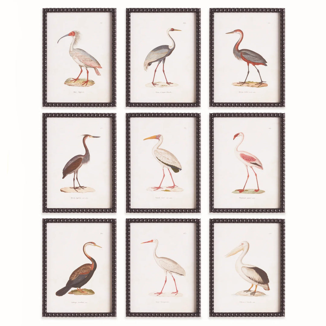 Framed vintage aquatic bird prints wall art set of 9 featuring antique natural history illustrations in black frames, traditional style
