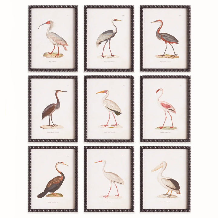 Framed vintage aquatic bird prints wall art set of 9 featuring antique natural history illustrations in black frames, traditional style