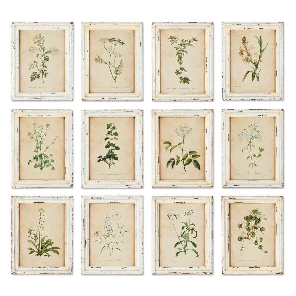 Vintage cottagecore wall art set featuring 12 framed wildflower botanical prints in cream distressed frames.

