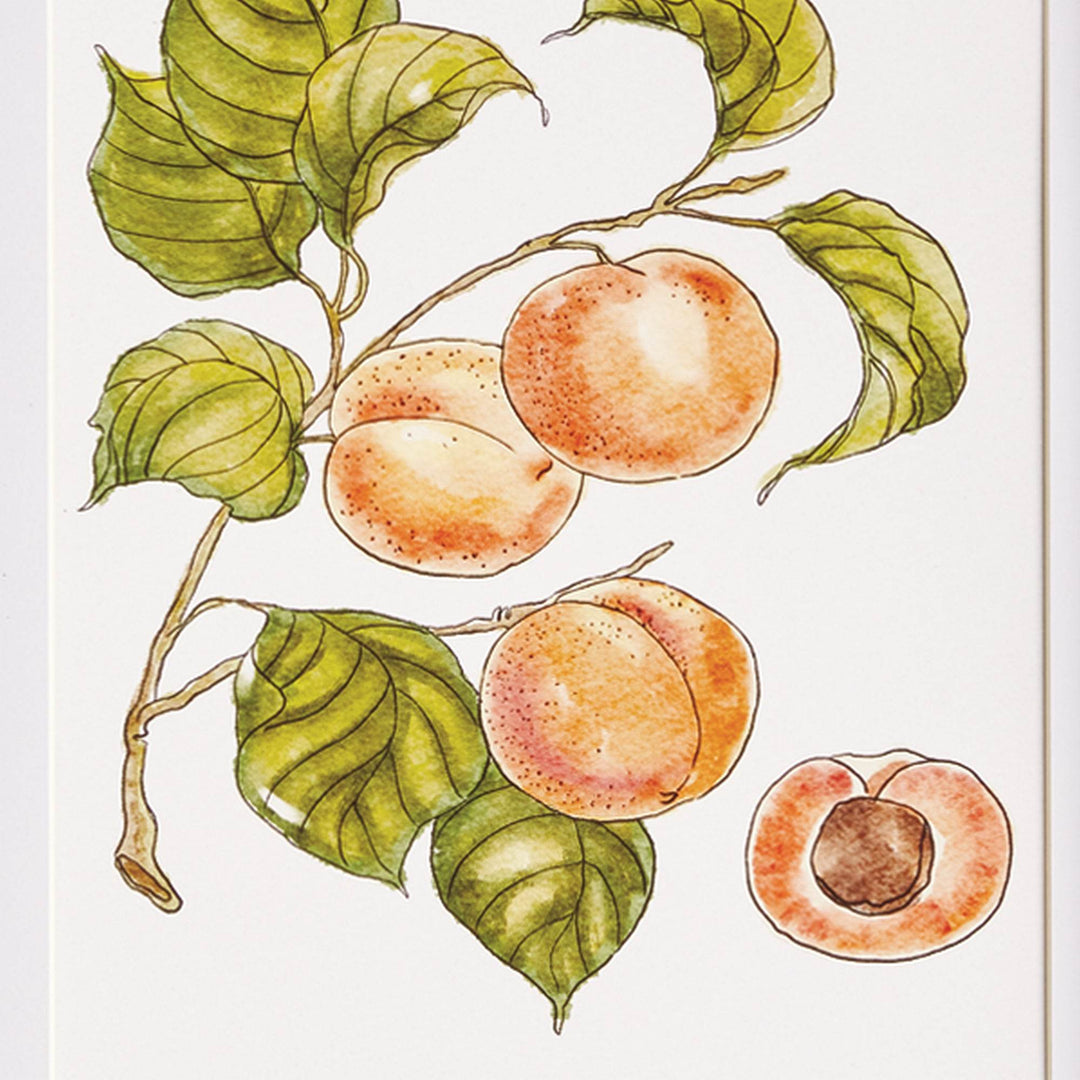 Close-up of peach botanical study print with green leaves, white mat, and black rattan frame, part of a set of four fruit wall art prints.