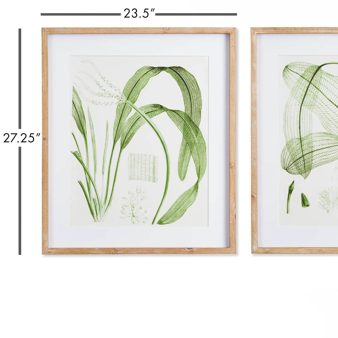Framed green botanical print with dimension callouts 23.5 by 27.25 inches, natural wood frame and white mat shown – Transitional Botanical
