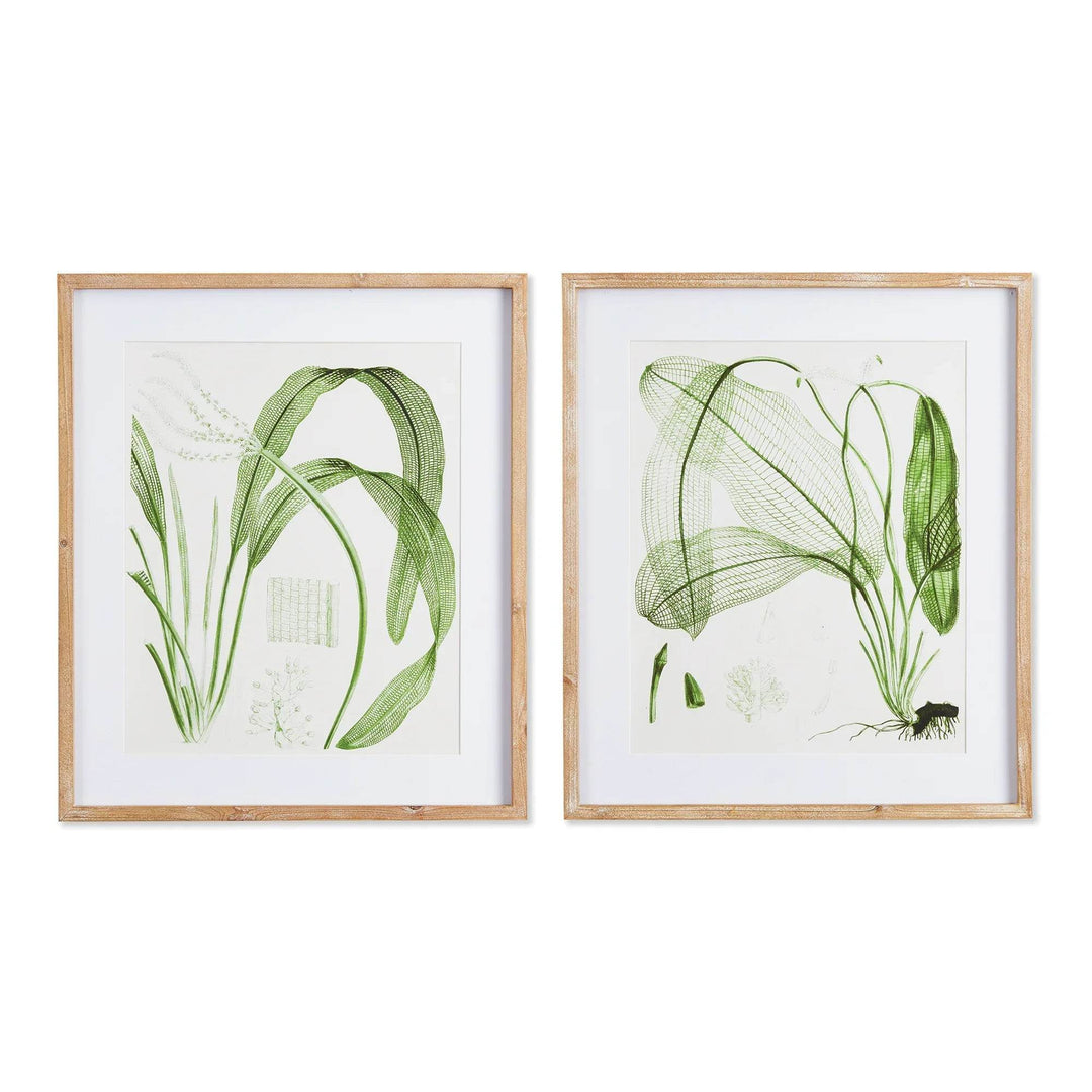 Framed set of two green botanical leaf prints with white mats and natural wood frames, side by side on white background – Transitional Botanical