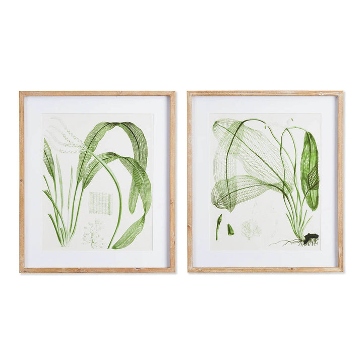 Framed set of two green botanical leaf prints with white mats and natural wood frames, side by side on white background – Transitional Botanical