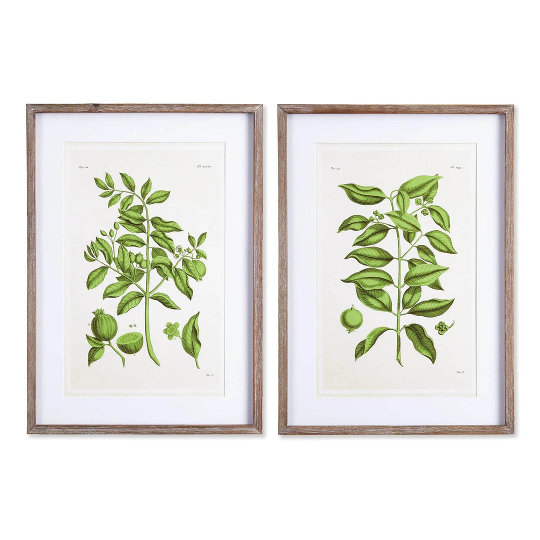 Guava Botanical Wall Art – Set of 2 Framed Green Prints with Vintage Paper Background
