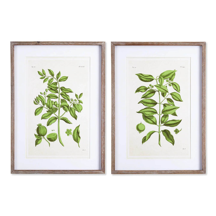 Guava Botanical Wall Art – Set of 2 Framed Green Prints with Vintage Paper Background