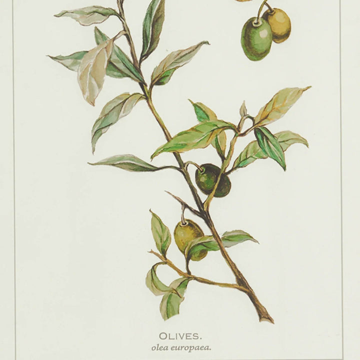 Detailed view of olive branch illustration with text label, from a vintage botanical wall art print.

