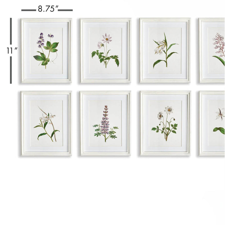 Measurement details of framed lavender botanical prints from classic cottage wall set
