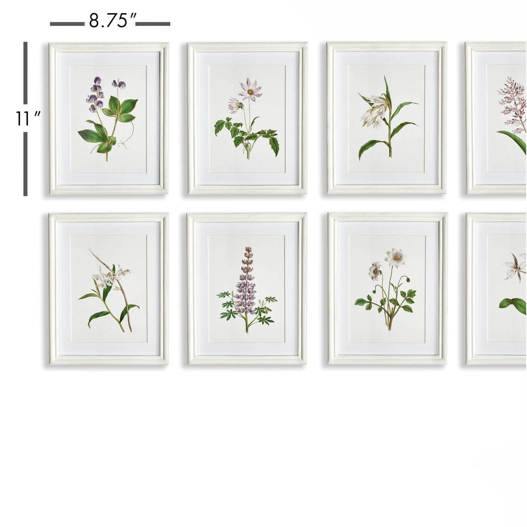 Measurement details of framed lavender botanical prints from classic cottage wall set