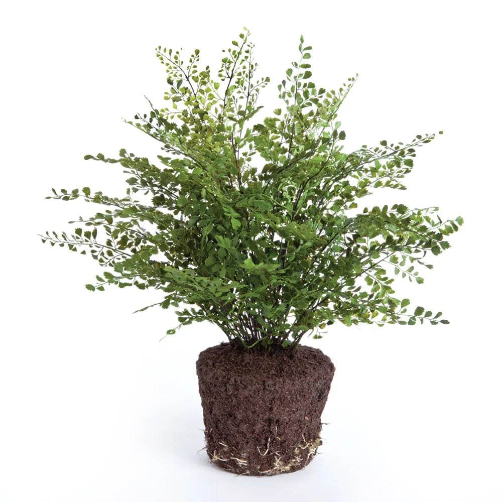 23-inch artificial maidenhair fern with green fronds and an exposed root ball, shown without a decorative pot. Transitional