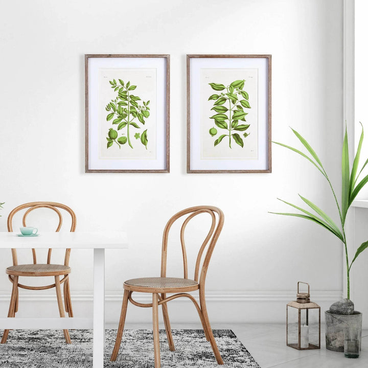 Bright dining space with bentwood chairs and framed guava botanical wall art