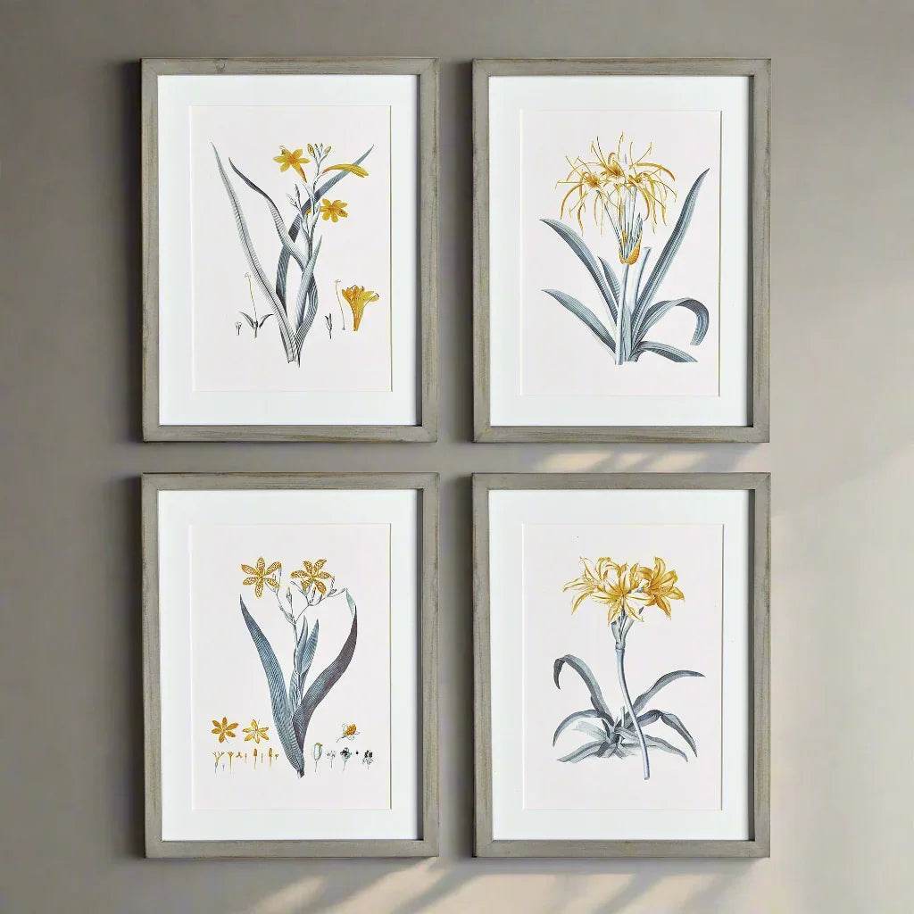 Close-up of framed yellow daffodil prints with white matting and soft grey pine frames – Modern Cottage.