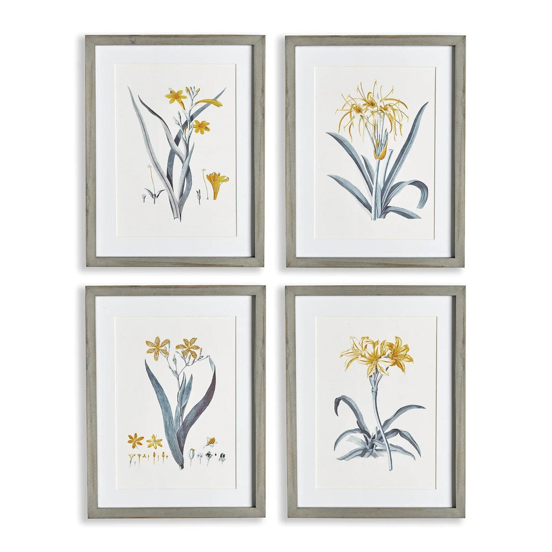 Set of four yellow daffodil botanical prints with white mats and grey wood frames – Modern Cottage.