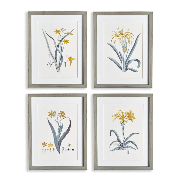 Set of four yellow daffodil botanical prints with white mats and grey wood frames – Modern Cottage.