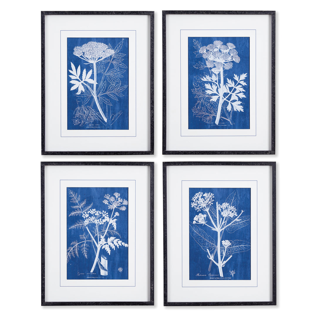 Set of four blue botanical prints featuring Queen Anne’s lace, framed in black wood with white mats for modern heritage gallery styling.
