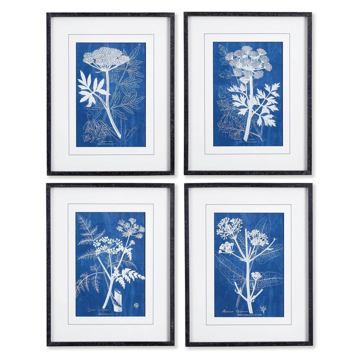 Set of four blue botanical prints featuring Queen Anne’s lace, framed in black wood with white mats for modern heritage gallery styling.

