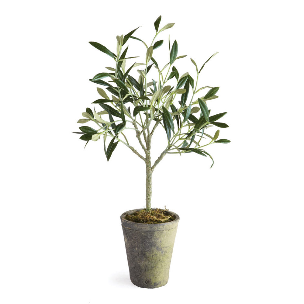 Olea artificial olive tree with green leaves and branching stems in a small pottery pot on a white background. Modern Organic