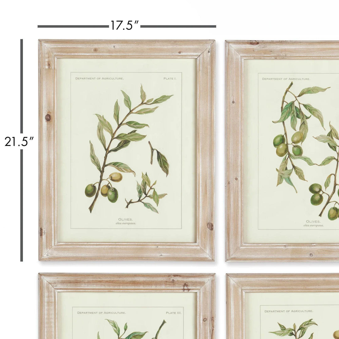 Single framed olive botanical print with visible 17.5 by 21.5 inch dimensions and whitewashed wood frame shown for scale.

