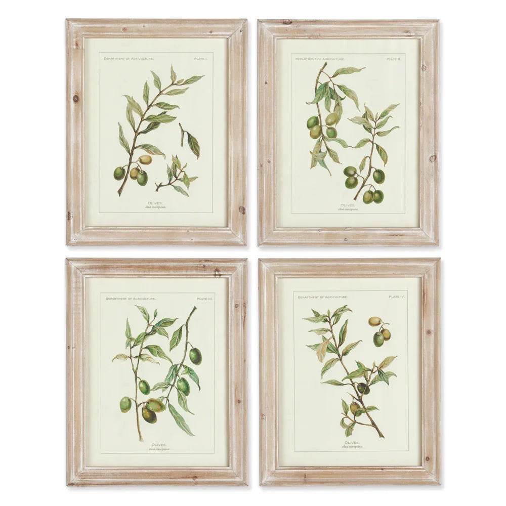 Set of four olive botanical prints with whitewashed wood frames, shown against white background in rustic European farmhouse style.