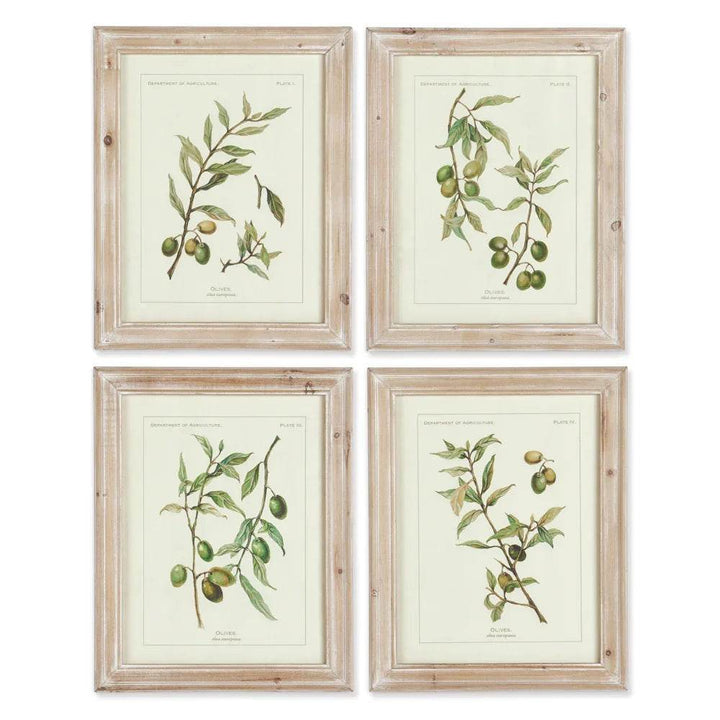 Set of four olive botanical prints with whitewashed wood frames, shown against white background in rustic European farmhouse style.