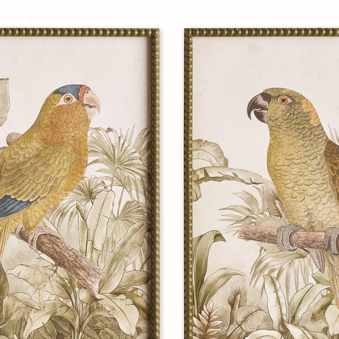 Close view of parrot prints with botanical backgrounds, pale borders and olive green beaded rectangular frames. Traditional