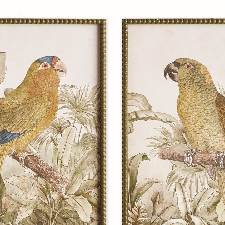 Close view of parrot prints with botanical backgrounds, pale borders and olive green beaded rectangular frames. Traditional