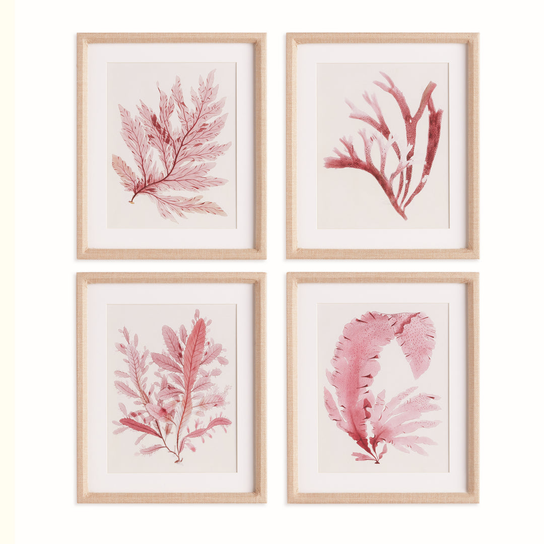 Set of four pink watercolor seaweed prints framed under glass with ivory mats and linen-wrapped wood for coastal wall display – Coastal