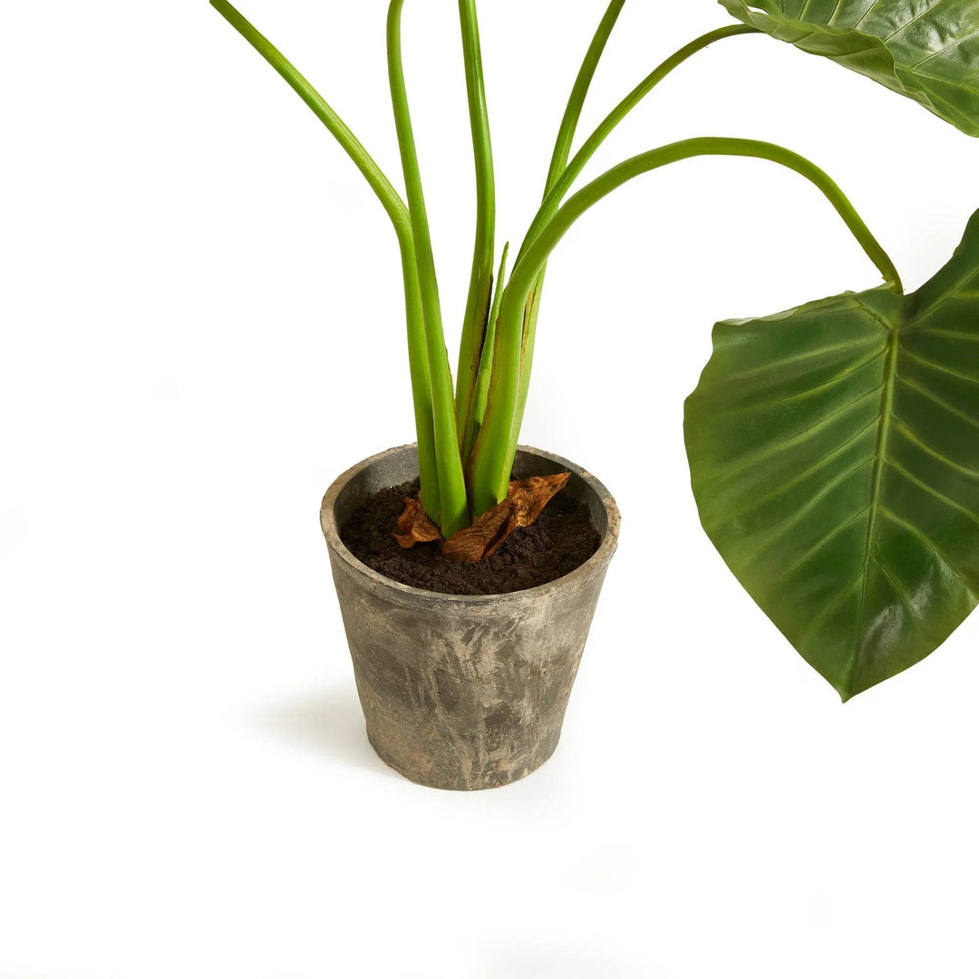 faux elephant ear plant Alocasia Potted 42"