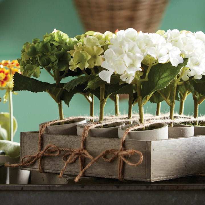 Set of 12 potted mini hydrangeas with assorted white and green blooms