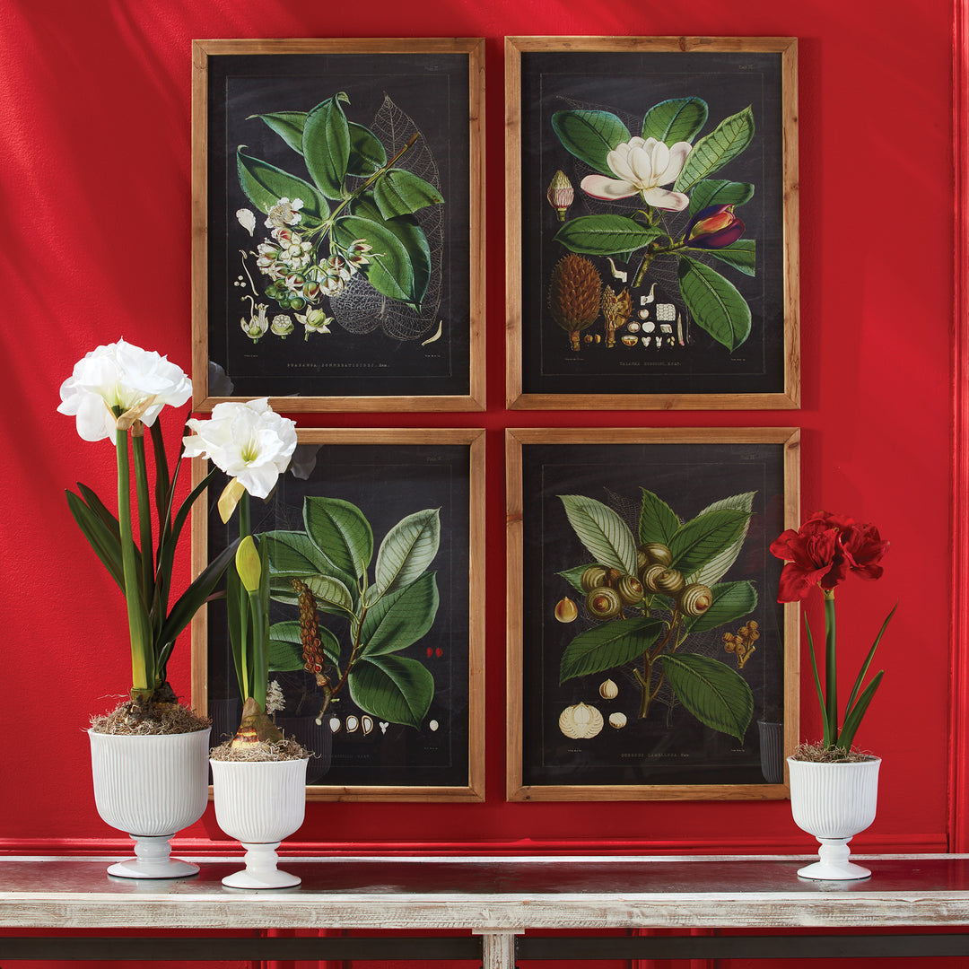 White footed ceramic cachepots with orchids displayed on a console against deep red walls and botanical artwork, Traditional
