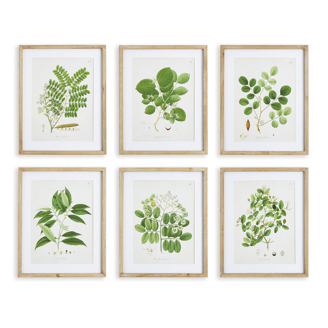 Set of six green leaf study prints in natural wood frames, vintage cottage botanical wall art

