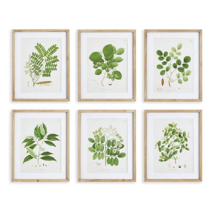 Set of six green leaf study prints in natural wood frames, vintage cottage botanical wall art

