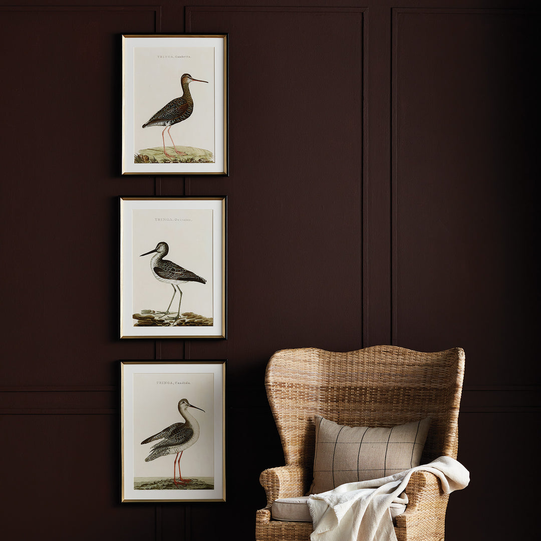 Vertical gallery wall of framed bird study prints styled above a rattan chair, showing scale and transitional styling – Coastal Transitional
