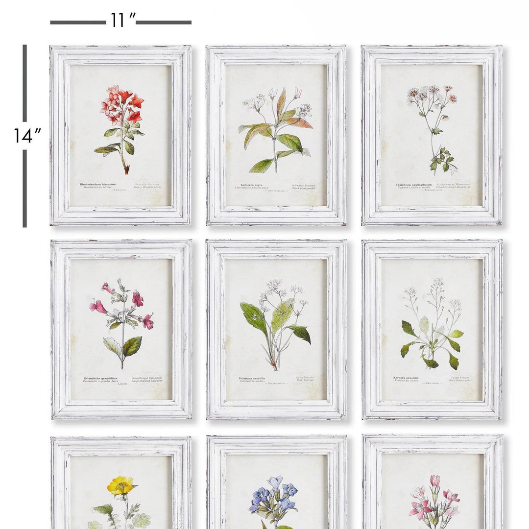 Set of 9 vintage botanical prints with frame measurements shown at 11x14 inches