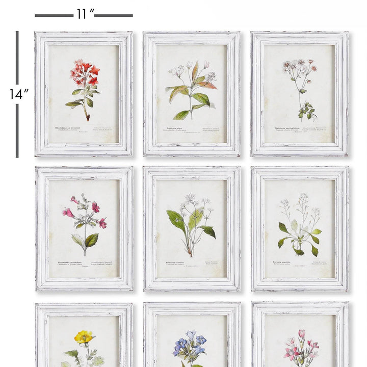 Set of 9 vintage botanical prints with frame measurements shown at 11x14 inches